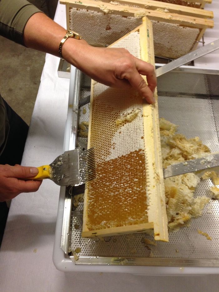On désopercule pour que le miel puisse couler. Les cadres sont ensuite centrifugés pour extraire tout le miel.